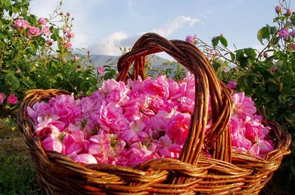 تصویر 1 از قیمت گل محمدی شیراز + خرید باور نکردنی